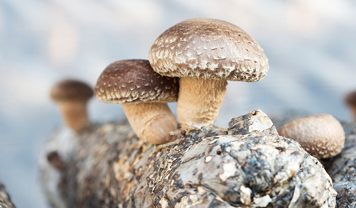 7 Benefits of Shiitake Mushrooms You Didn't Know About