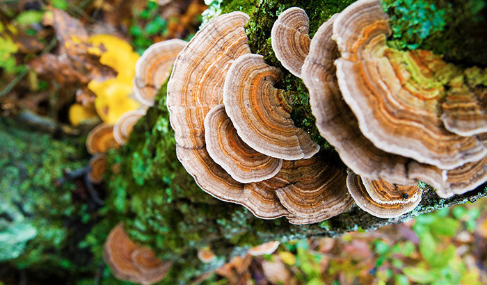 A Complete Guide to Turkey Tail Mushrooms: Everything You Need to Know