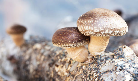 Are Shiitake Mushrooms Good For You? 7 Things to Consider