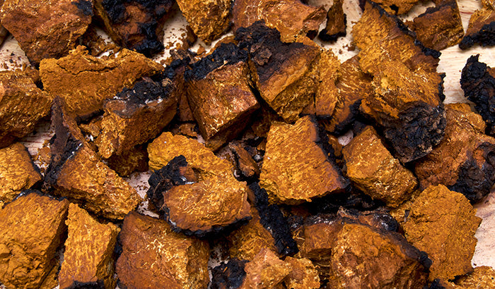 Brain Benefits of Taking Chaga Mushrooms You Didn't Know About