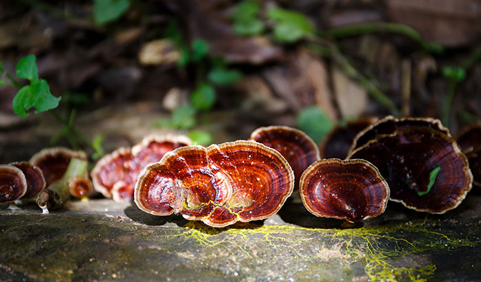 Can Reishi Mushrooms Help My Anxiety? 6 Things to Consider