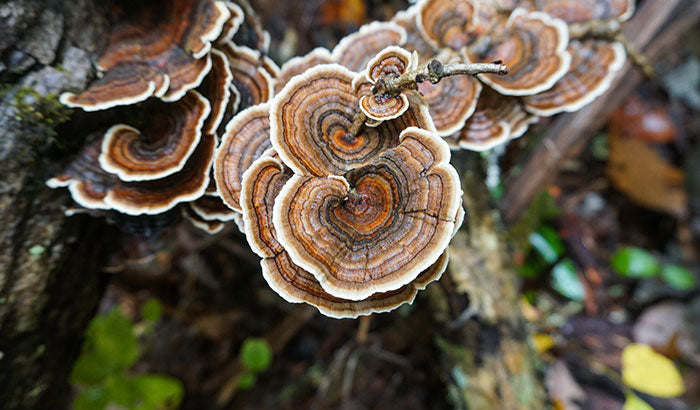 Do Turkey Tail Mushrooms Interact With Medications? 7 Things to Consider