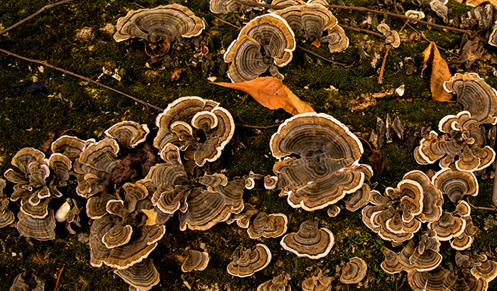 Does Turkey Tail Mushroom Really Work? Everything You Need to Know