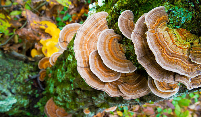 Fresh Turkey Tail vs. Capsules: How Do The Side Effects Differ?