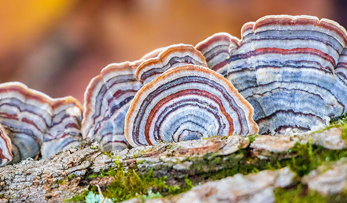 Health Benefits of Turkey Tail Mushrooms: Your Total Guide
