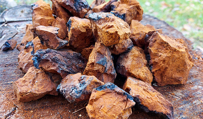Here's How to Take Chaga Mushrooms: Your Guide