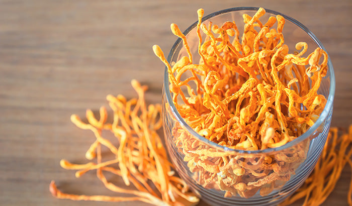 How Do Cordyceps Make You Feel? Your Questions Answered