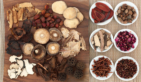 How Do Medicinal Mushrooms Work? Everything You Need to Know