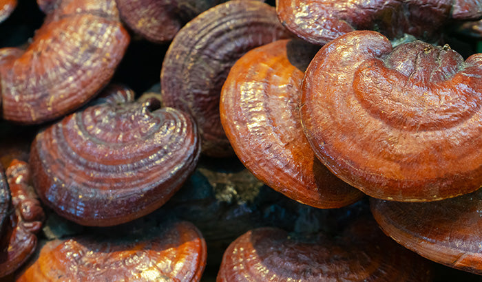 How Do Reishi Mushrooms Work?