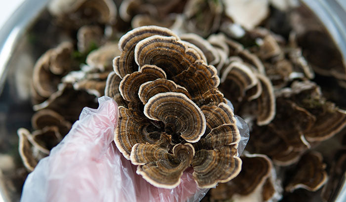 How Much Medicinal Mushrooms Should I Take? Here's How to Find Out