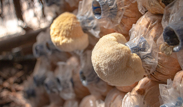How to Grow, Prep, and Eat Lion's Mane Mushrooms