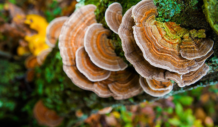 How to Identify Turkey Tail Mushrooms: A Step-By-Step Guide