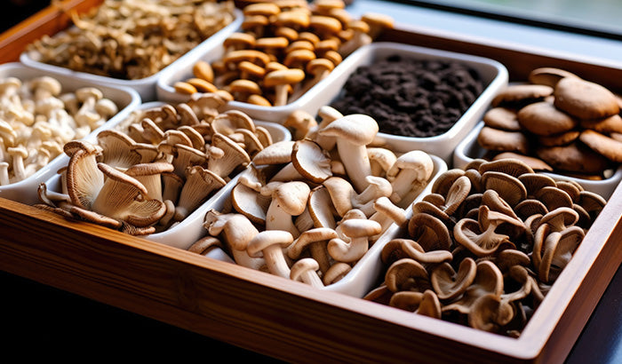 How to Use Medicinal Mushrooms: Your Total Guide