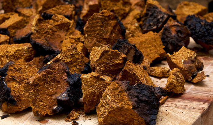 Is It Better to Take Chaga Mushrooms in the Morning or Night? And Other Chaga FAQs