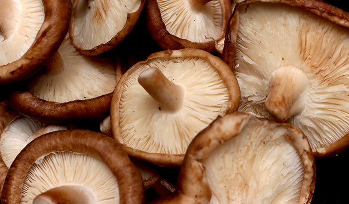 Medicinal Effects of Shiitake Mushrooms: What You Need to Know