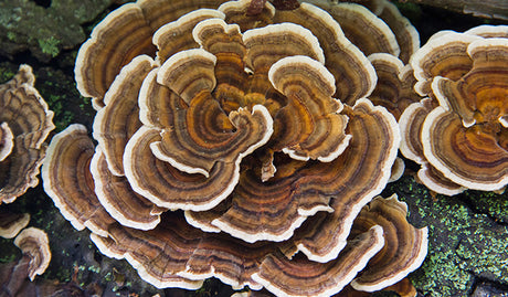 Turkey Tail Mushrooms, Known For Their Medicinal Properties, Are Often Used In Supplements For Their Health Benefits