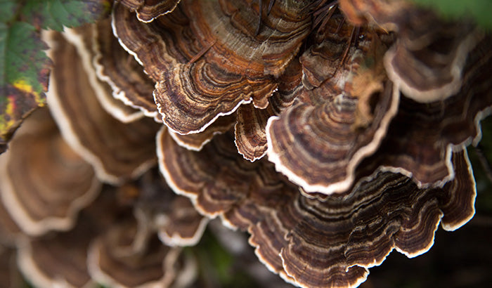 What Do Turkey Tail Mushrooms Look Like? And Other FAQs